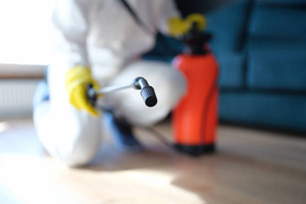 Best Black Mold Removal  in Traer, IA