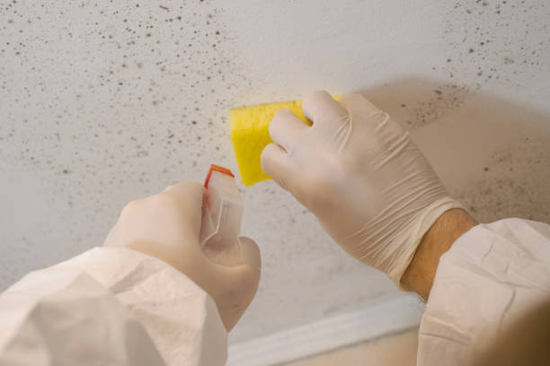 Best Commercial Mold Inspection  in Traer, IA