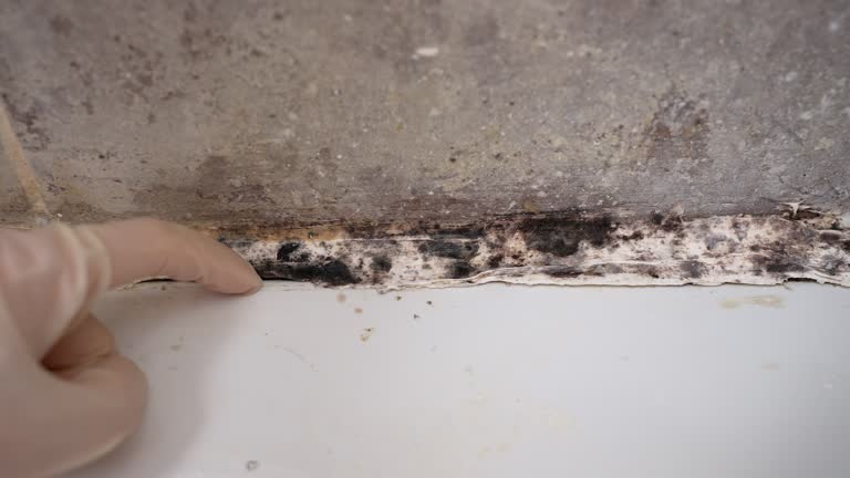 Asbestos and Lead Testing During Mold Inspection in Traer, IA